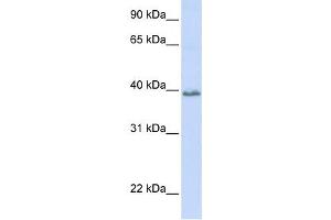 Western Blotting (WB) image for anti-Tetraspanin 10 (TSPAN10) antibody (ABIN2459350) (TSPAN10 Antikörper)