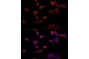 Immunofluorescence analysis of NIH-3T3 cells using WWOX Polyclonal Antibody  at dilution of 1:100 (40x lens). (WWOX Antikörper  (AA 1-120))