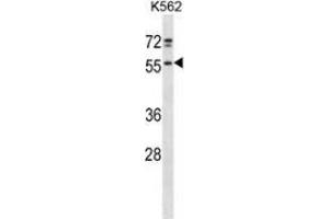 Western blot analysis in K562 cell line lysates (35ug/lane) using NFS  Antibody . (NFS1 Antikörper  (Middle Region))