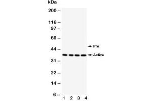 Western blot testing of Caspase-12 antibody;  Lane 1: PANC;  2: SMMC-7721;  3: A549;  4: HeLa