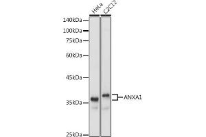 Western blot analysis of extracts of various cell lines, using  antibody (ABIN6133581 and ABIN6136917) at 1:1000 dilution. (Annexin a1 Antikörper)
