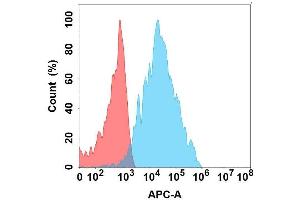Flow cytometry analysis with Anti-B4G on Expi293 cells transfected with human B4G (Blue histogram) or Expi293 transfected with irrelevant protein (Red histogram). (B4GALT1 Antikörper)