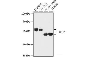 Western blot analysis of extracts of various cell lines using TPH2 Polyclonal Antibody at dilution of 1:3000. (Tryptophan Hydroxylase 2 Antikörper)