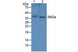 Figure. (SFRP1 Antikörper  (AA 8-153))