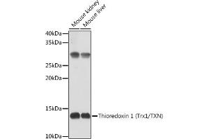 Western blot analysis of extracts of Rat liver, using Thioredoxin 1 (Trx1/TXN) antibody (ABIN6133954, ABIN6149719, ABIN6149721 and ABIN6213598) at 1:500 dilution. (TXN Antikörper  (AA 1-100))