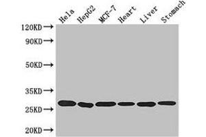 Western Blot Positive WB detected in: Hela whole cell lysate, HepG2 whole cell lysate, MCF-7 whole cell lysate, Mouse heart tissue, Mouse liver tissue, Mouse stomach tissue All lanes: PRDX3 antibody at 3. (Peroxiredoxin 3 Antikörper  (AA 63-256))