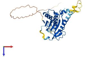 MAD2L1BP Protein (AA 1-274) (His tag)
