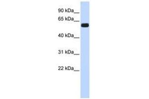 Image no. 1 for anti-Hypermethylated in Cancer 2 (HIC2) (AA 252-301) antibody (ABIN6740321) (HIC2 Antikörper  (AA 252-301))
