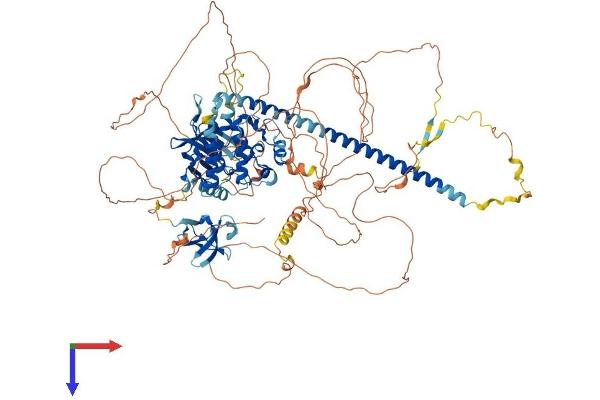 MLK4 Protein (AA 1-1002) (His tag)