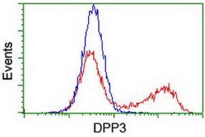 HEK293T cells transfected with either RC219658 overexpress plasmid (Red) or empty vector control plasmid (Blue) were immunostained by anti-DPP3 antibody (ABIN2454826), and then analyzed by flow cytometry. (DPP3 Antikörper)