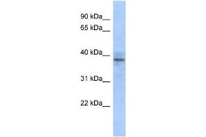 Western Blotting (WB) image for anti-Zinc Finger Protein 625 (ZNF625) antibody (ABIN2458447) (ZNF625 Antikörper)