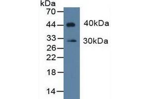Western Blotting (WB) image for anti-Indoleamine 2,3-Dioxygenase (IDO) (AA 2-403) antibody (ABIN7433768)