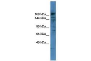 Image no. 1 for anti-Collagen, Type IV, alpha 6 (COL4a6) (AA 822-871) antibody (ABIN6746739) (COL4a6 Antikörper  (AA 822-871))