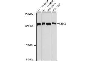Western blot analysis of extracts of various cell lines, using DISC1 Rabbit mAb (ABIN7266799) at 1:1000 dilution. (DISC1 Antikörper)