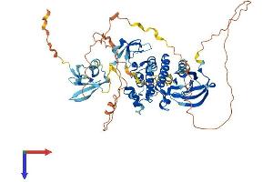 ARAF Protein (AA 1-604) (His tag)