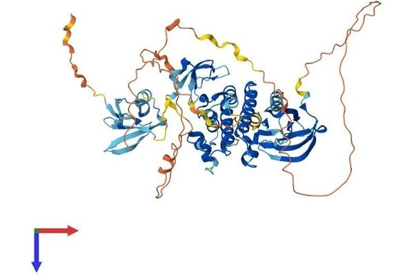 ARAF Protein (AA 1-604) (His tag)