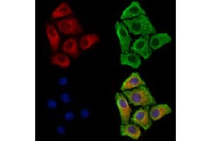 ABIN6263053 and ABIN6277856 staining HepG2 cells by IF/ICC. (MAG Antikörper  (C-Term))
