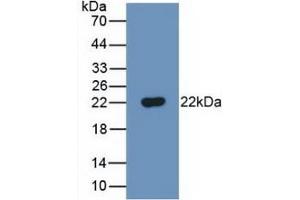Western Blot; Sample: Recombinant FTH, Mouse. (FTH1 Antikörper  (AA 1-182))