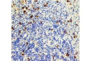 Paraffin Rat Spleen tissue lysate stained with CD95 / FAS (FAS Antikörper  (N-Term))
