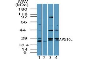 Image no. 2 for anti-Autophagy Related 10 (ATG10) (AA 1-50) antibody (ABIN960090)