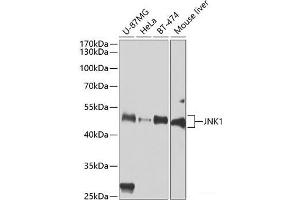 Western blot analysis of extracts of various cell lines using JNK1 Polyclonal Antibody at dilution of 1:1000. (JNK Antikörper)
