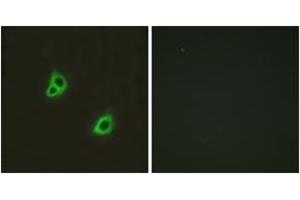 Immunofluorescence (IF) image for anti-G Protein-Coupled Receptor 126 (GPR126) (AA 1091-1140) antibody (ABIN2890792) (G Protein-Coupled Receptor 126 Antikörper  (AA 1091-1140))