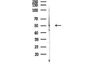 anti-G Protein-Coupled Receptor 39 (GPR39) (C-Term) antibody