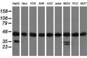 Western blot analysis of extracts (35 µg) from 9 different cell lines by using anti-DNAJA2 monoclonal antibody. (DNAJA2 Antikörper)