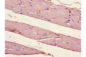 Immunohistochemistry of paraffin-embedded human skeletal muscle tissue using ABIN7162903 at dilution of 1:100 (PER1 Antikörper  (AA 1-294))