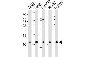 Western blot analysis of lysates from A549, Hela, HepG2, HL-60 cell line and human liver tissue lysate(from left to right), using COX6B1 Antibody (N-term) (ABIN6243632 and ABIN6577406). (COX6B1 Antikörper  (N-Term))