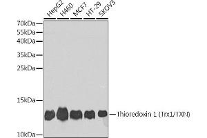 Western blot analysis of extracts of various cell lines, using Thioredoxin 1 (Trx1/Thioredoxin 1 (Trx1/TXN)) antibody (ABIN7270798) at 1:1000 dilution. (TXN Antikörper  (C-Term))