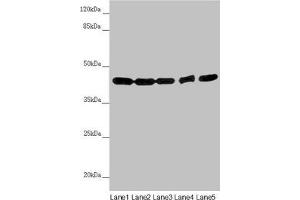 Western blot All lanes: EIF3M antibody at 2. (Eukaryotic Translation Initiation Factor 3, Subunit M (EIF3M) (AA 1-374) Antikörper)