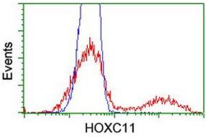 Image no. 3 for anti-Homeobox C11 (HOXC11) (AA 1-304) antibody (ABIN1490735) (HOXC11 Antikörper  (AA 1-304))