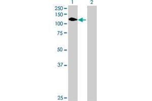 Western Blot analysis of FLT1 expression in transfected 293T cell line by FLT1 MaxPab polyclonal antibody. (FLT1 Antikörper  (AA 1-687))