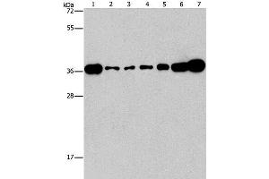 Western Blot analysis of Lovo, A431, A549, hela, hepG2 and Raji cell, Mouse brain tissue using CRKL Polyclonal Antibody at dilution of 1:550 (CrkL Antikörper)