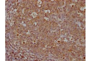 IHC image of ABIN7167502 diluted at 1:500 and staining in paraffin-embedded human tonsil tissue performed on a Leica BondTM system.