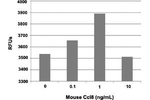 Human THP-1 cells were allowed to migrate to mouse Ccl8 at (0, 0. (CCL8 Protein)