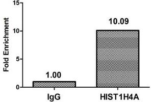 Chromatin Immunoprecipitation Hela (4*10 6 , treated with 30 mM sodium butyrate for 4h) were treated with Micrococcal Nuclease, sonicated, and immunoprecipitated with 8 μg anti-HIST1H4A (ABIN7139167) or a control normal rabbit IgG. (HIST1H4A Antikörper  (acLys16))
