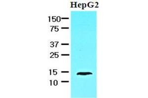 Western Blotting (WB) image for anti-Fatty Acid Binding Protein 1, Liver (FABP1) antibody (ABIN306473) (FABP1 Antikörper)