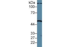 Western blot analysis of Pig Liver lysate, using Human PLA1 Antibody (1. (PLA1A Antikörper  (AA 309-452))