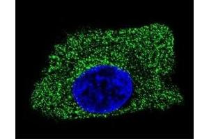 Confocal immunofluorescent analysis of LAMP2 antibody with HepG2 cells followed by Alexa Fluor 488-conjugated goat anti-mouse lgG (green). (LAMP2 Antikörper)
