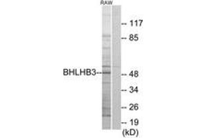 Western blot analysis of extracts from RAW264. (BHLHE41 Antikörper  (AA 1-50))