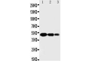 Western Blotting (WB) image for anti-Secreted Protein, Acidic, Cysteine-Rich (Osteonectin) (SPARC) (AA 284-303), (C-Term) antibody (ABIN3044449)