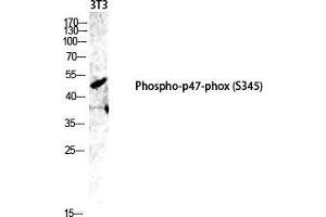 Western Blot (WB) analysis of 3T3 lysis using Phospho-p47-phox (S345) antibody. (NCF1 Antikörper  (pSer345))