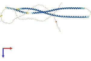 KRT83 Protein (AA 1-493) (His tag)