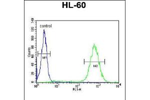 Flow cytometric analysis of HL-60 cells (right histogram) compared to a negative control cell (left histogram). (BHLHE22 Antikörper  (AA 236-264))