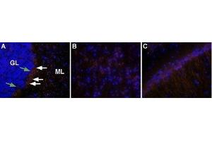 Expression of OX2R in rat brainImmunohistochemical staining of rat brain using Anti-Orexin Receptor 2 Antibody (ABIN7043029, ABIN7044885 and ABIN7044886), (1:50), followed by goat anti-rabbit-AlexaFluor-555 secondary antibody (1:500), (red). (CD200 Receptor 1 (CD200R1) Peptid)