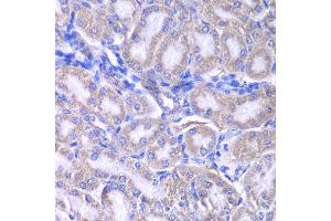 Immunohistochemistry of paraffin-embedded rat kidney using RMDN3 antibody at dilution of 1:200 (400x lens). (RMDN3 Antikörper)