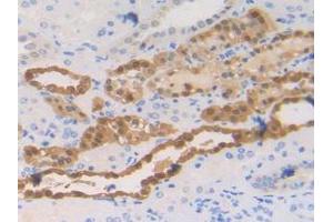 IHC-P analysis of Human Kidney Tissue, with DAB staining. (S100A2 Antikörper  (AA 2-98))