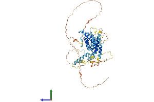 AlphaFold protein structure predicition of Mouse Recombinant Patl2 Protein, UniprotID A2ARM1
